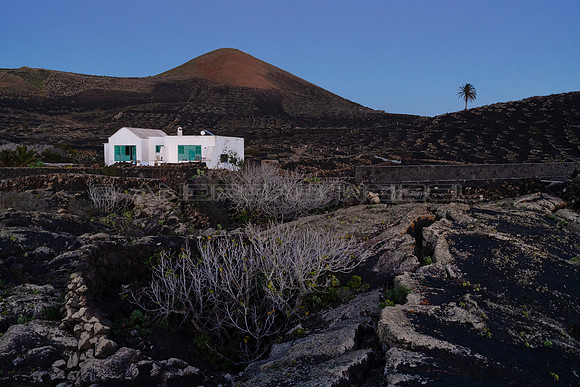 Higueras y viñedos al borde de la lava - Masdache, La Geria.