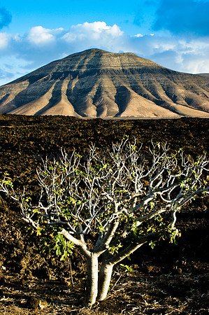 Higuera y Lava