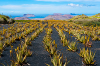 Campo de Aloe Vera en el Risco de Famara, Lanzarote