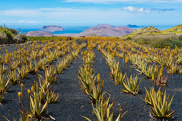 Campo de Aloe Vera en el Risco de Famara, Lanzarote