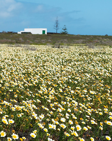 Pradera de margaritas (Glebionis coronaria) cerca de Guatiza.
