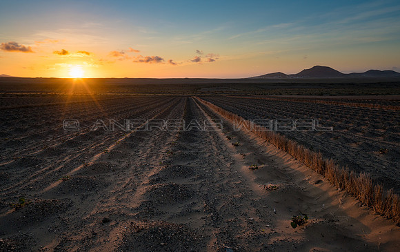 Atardecer en un campo de batata - Lanzarote, Canarias