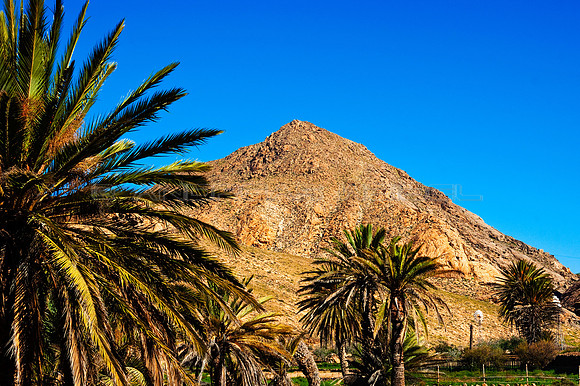 Palmeras y Montaña