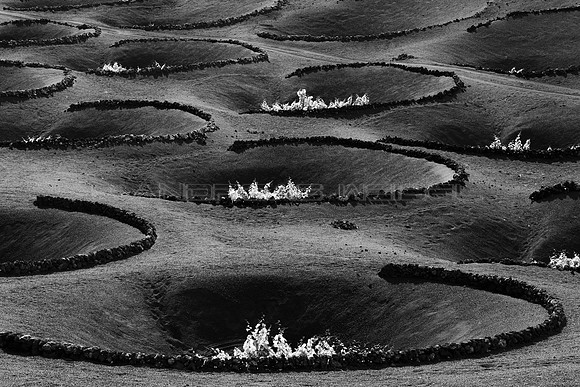 Brotan las vides - La Geria, Lanzarote