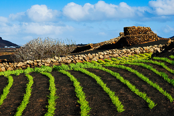 Paisaje rural en Tinajo