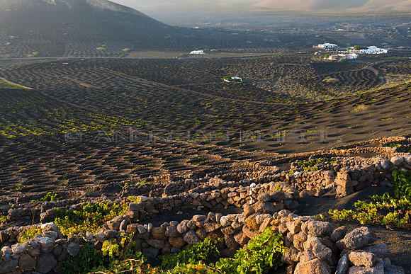 La Geria - Paisaje de volcanes y viticultores.