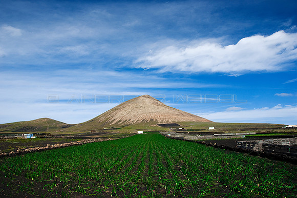 Campo de cebollas en el Lanzarote rural