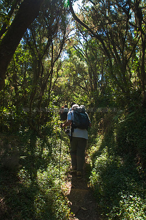 De caminata en el P.N. Garajonay - La Gomera