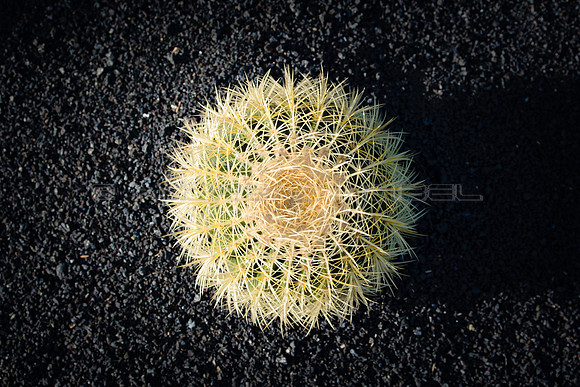 Simetria natural - Echinocactus grusonii en el Jardín de Cactus