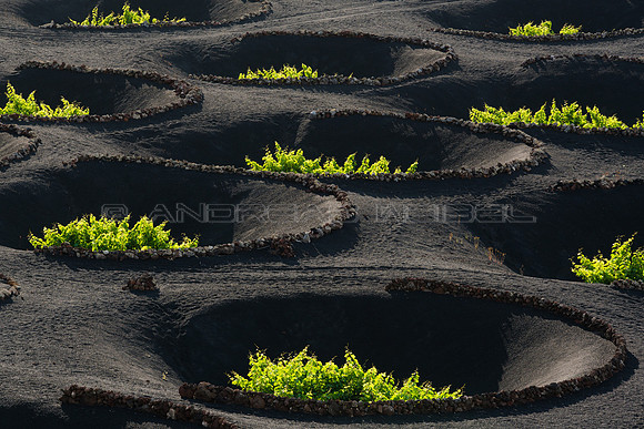 Contrastes en La Geria - Lanzarote, Canarias