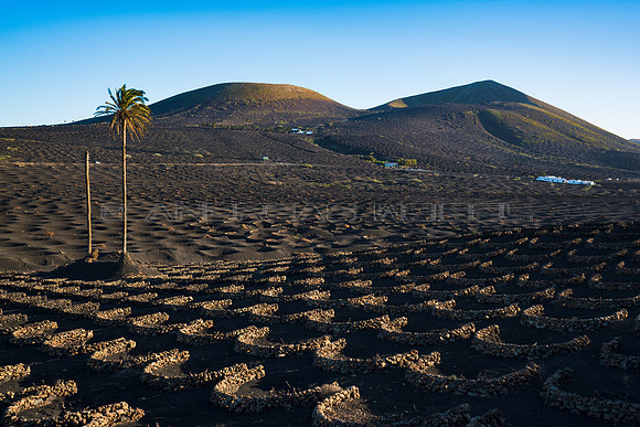 Zocos en línea - La Geria, Lanzarote