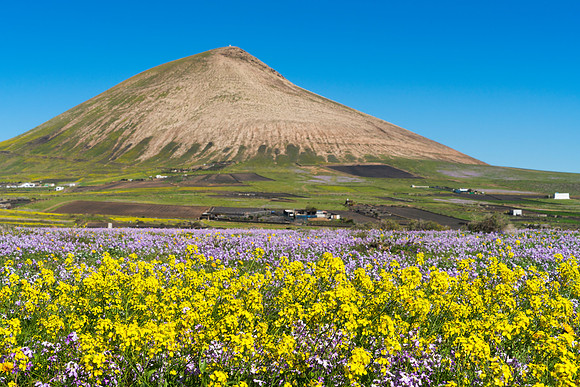 Volcán con flores - Montaña Blanca, Tías.