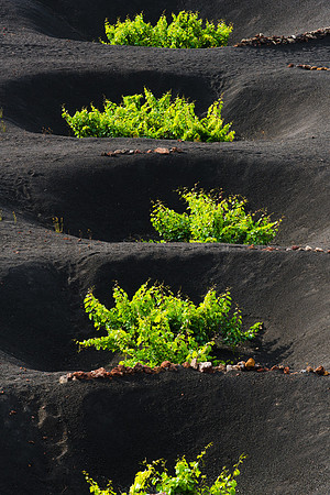 En fila - Vides en La Geria, Lanzarote, Canarias