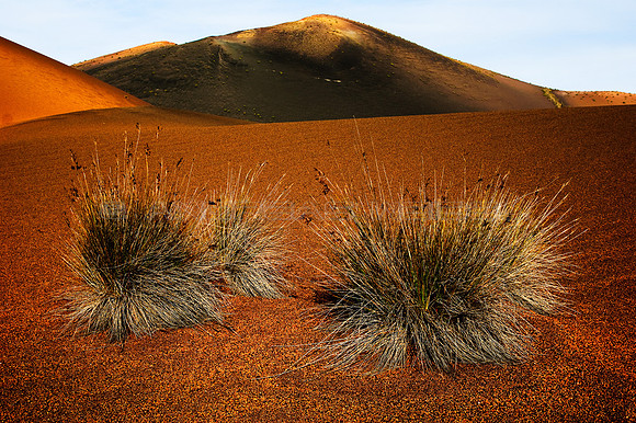 Familia de Juncos en la tierra quemada del Parque Nacional Timanfaya, Lanzarote