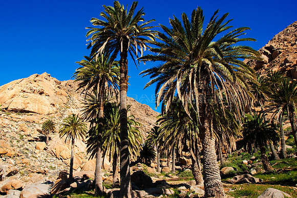 Palmeral en el barranco del Mal Paso