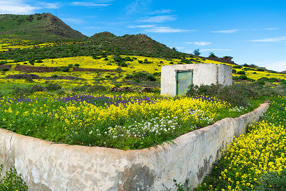 Aljibe bajo flores - Haria, Lanzarote.