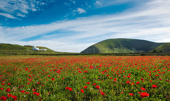 Paisaje rural con amapolas en Lanzarote