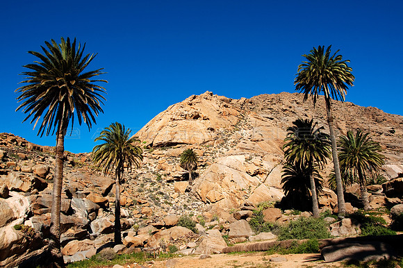 Palmeras y rocas - Barranco del Mal Paso